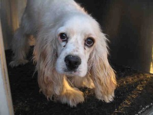 spaniel